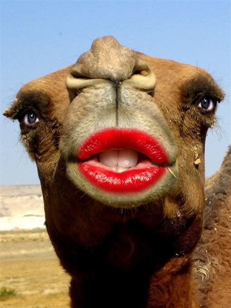 camel photoshoot|funny camel photos.